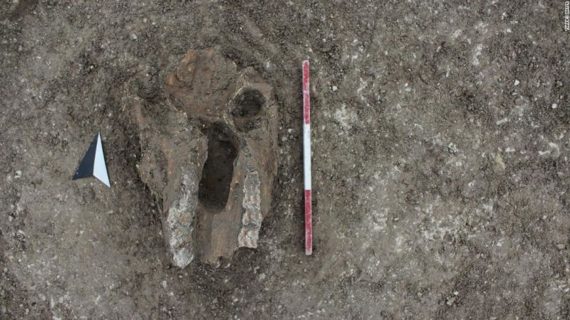 Un cráneo de animal hallado en el yacimiento.